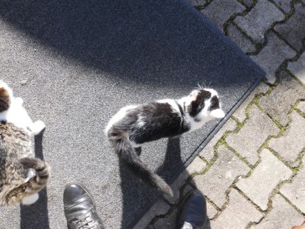 3 niedliche Katzenkinder abzugeben Futtergeld 50E