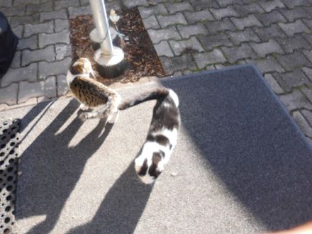 3 niedliche Katzenkinder abzugeben Futtergeld 50E