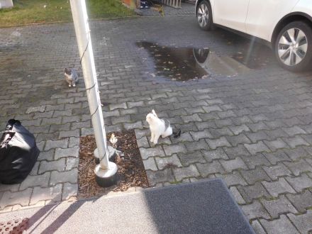 3 niedliche Katzenkinder abzugeben Futtergeld 50E