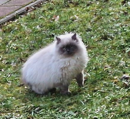 2 süßen Nebelung-Neva Masquerade Katerchen suchen ein neues Zuhause