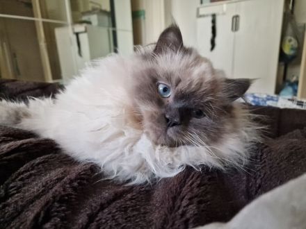 2 süßen Nebelung-Neva Masquerade Katerchen suchen ein neues Zuhause