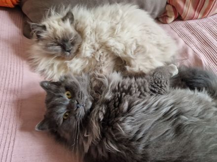 2 süßen Nebelung-Neva Masquerade Katerchen suchen ein neues Zuhause