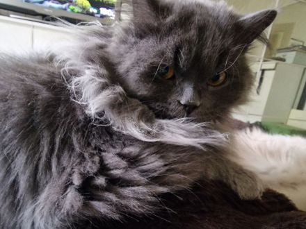 2 süßen Nebelung-Neva Masquerade Katerchen suchen ein neues Zuhause