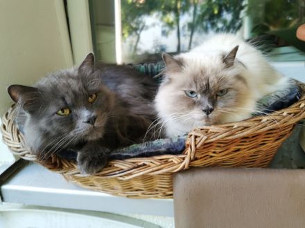 2 süßen Nebelung-Neva Masquerade Katerchen suchen ein neues Zuhause