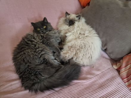 2 süßen Nebelung-Neva Masquerade Katerchen suchen ein neues Zuhause