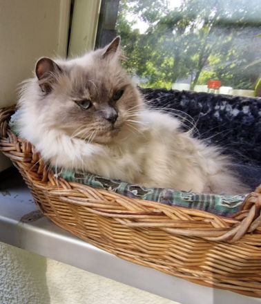 2 süßen Nebelung-Neva Masquerade Katerchen suchen ein neues Zuhause