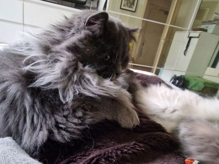 2 süßen Nebelung-Neva Masquerade Katerchen suchen ein neues Zuhause