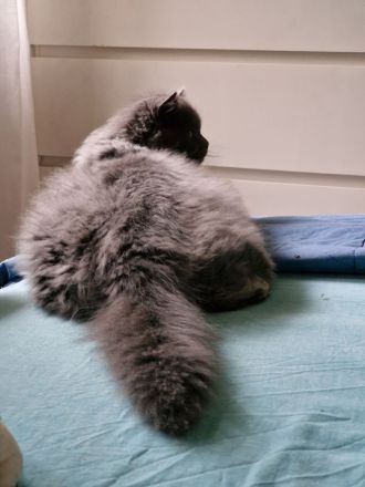 2 süßen Nebelung-Neva Masquerade Katerchen suchen ein neues Zuhause