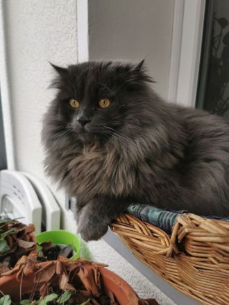 2 süßen Nebelung-Neva Masquerade Katerchen suchen ein neues Zuhause