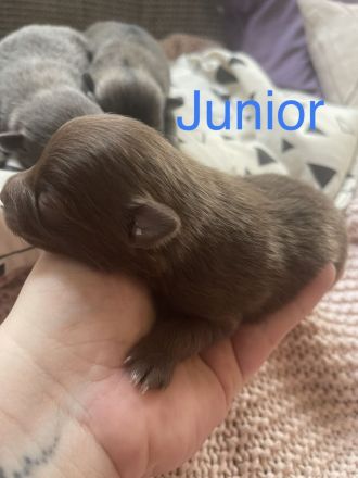 Pomeranian/Zwergspitz-Wurf (25% Chihuahua)