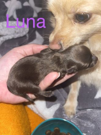 Pomeranian/Zwergspitz-Wurf (25% Chihuahua)