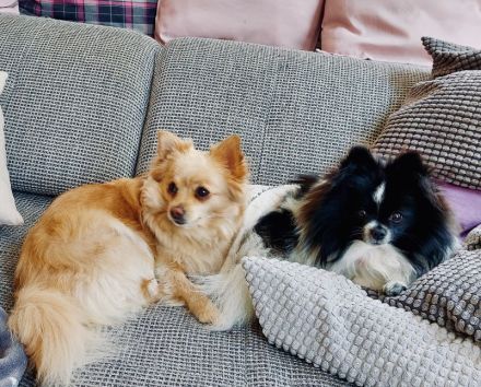 Pomeranian/Zwergspitz-Wurf (25% Chihuahua)