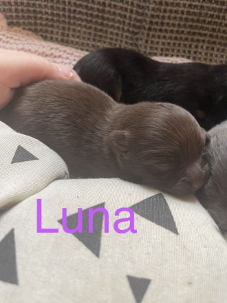 Pomeranian/Zwergspitz-Wurf (25% Chihuahua)