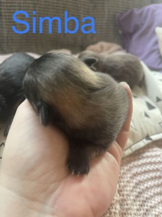 Pomeranian/Zwergspitz-Wurf (25% Chihuahua)