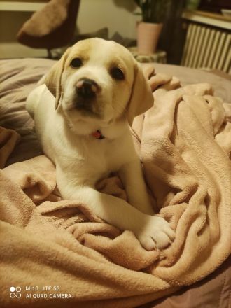 Labrador Mix Welpen