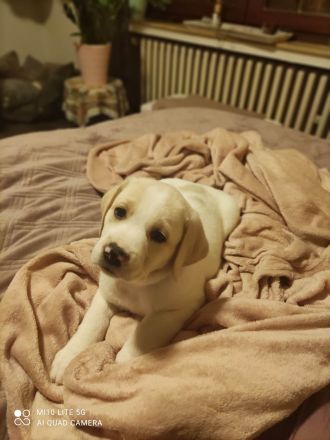 Labrador Mix Welpen
