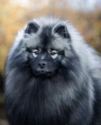 Wurfankündigung von Wolfsspitzwelpen