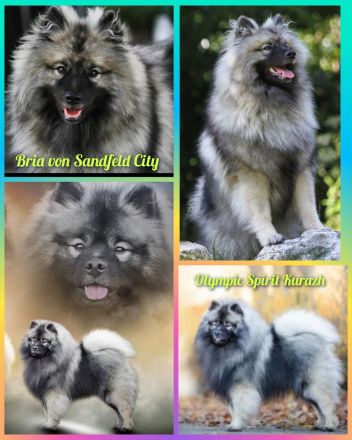 Wurfankündigung von Wolfsspitzwelpen