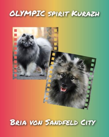 Wurfankündigung von Wolfsspitzwelpen