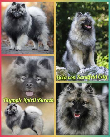 Wurfankündigung von Wolfsspitzwelpen