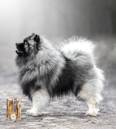 Wurfankündigung von Wolfsspitzwelpen