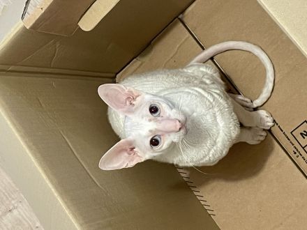 Cornish Rex Kater