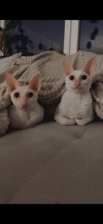 Cornish Rex Kater