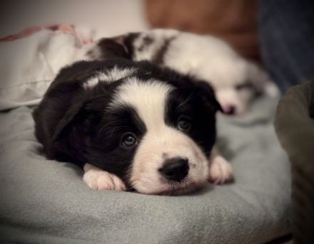 Miniatur Australian Shepherd Welpen