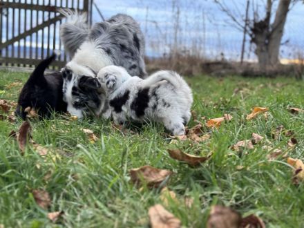 Miniatur Australian Shepherd Welpen