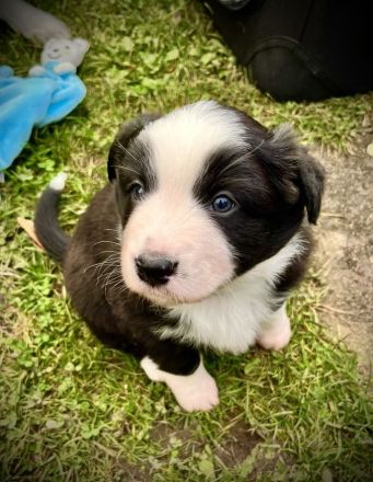 Miniatur Australian Shepherd Welpen