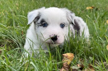 Miniatur Australian Shepherd Welpen