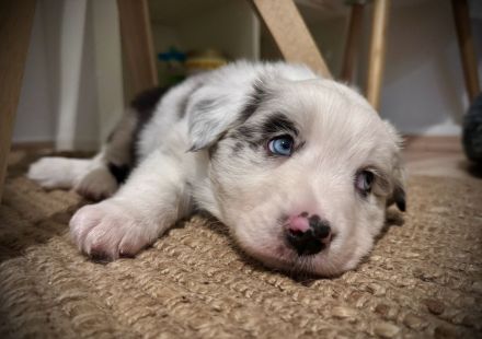 Miniatur Australian Shepherd Welpen