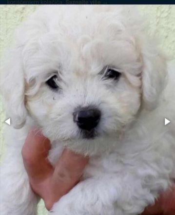 Lockiger Bichon