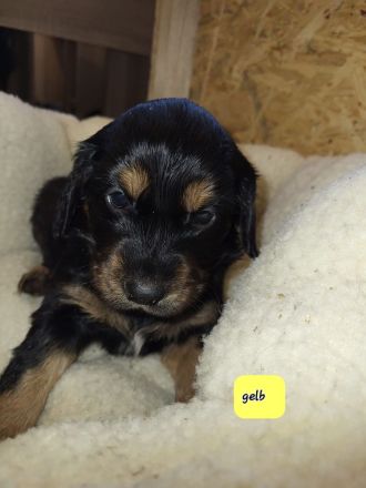 Mischlingswelpen