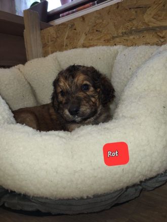 Mischlingswelpen