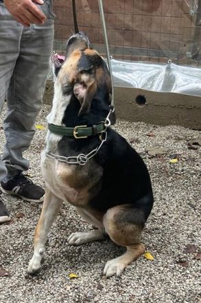 Süßes Dreibeinchen Stefano !