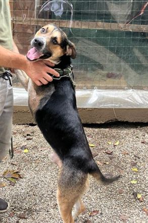 Süßes Dreibeinchen Stefano !