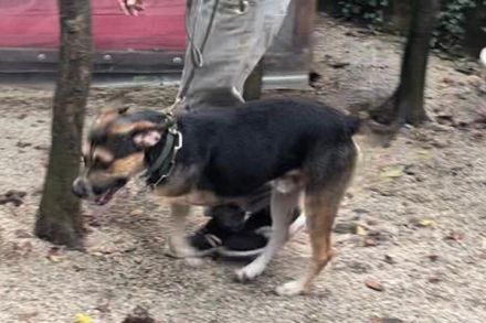 Süßes Dreibeinchen Stefano !