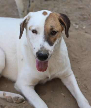 Akeila, geb. ca. 06/2023, lebt in GRIECHENLAND, auf einer privaten Pflegestelle