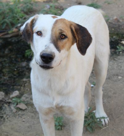 Akeila, geb. ca. 06/2023, lebt in GRIECHENLAND, auf einer privaten Pflegestelle