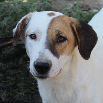 Akeila, geb. ca. 06/2023, lebt in GRIECHENLAND, auf einer privaten Pflegestelle