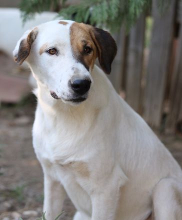 Akeila, geb. ca. 06/2023, lebt in GRIECHENLAND, auf einer privaten Pflegestelle