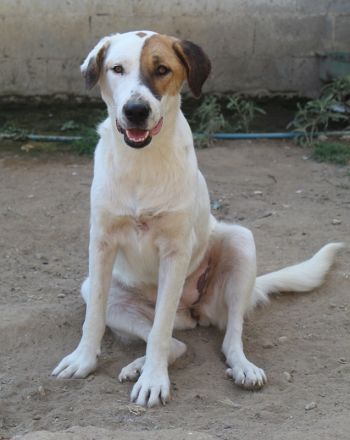 Akeila, geb. ca. 06/2023, lebt in GRIECHENLAND, auf einer privaten Pflegestelle