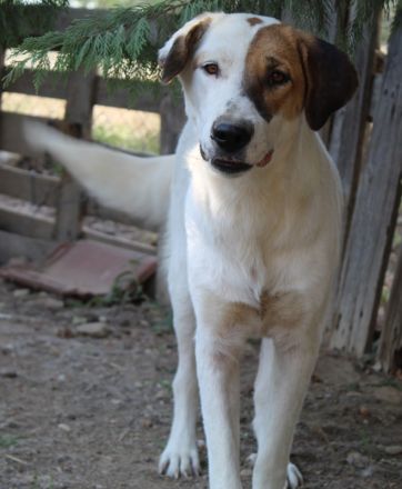 Akeila, geb. ca. 06/2023, lebt in GRIECHENLAND, auf einer privaten Pflegestelle