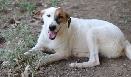 Akeila, geb. ca. 06/2023, lebt in GRIECHENLAND, auf einer privaten Pflegestelle