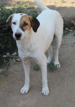 Akeila, geb. ca. 06/2023, lebt in GRIECHENLAND, auf einer privaten Pflegestelle