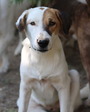 Akeila, geb. ca. 06/2023, lebt in GRIECHENLAND, auf einer privaten Pflegestelle