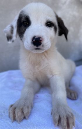 Alain, geb. ca. 06/2023, lebt in GRIECHENLAND, im städt. Tierheim Serres