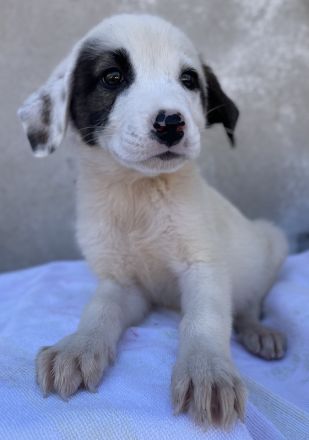 Alain, geb. ca. 06/2023, lebt in GRIECHENLAND, im städt. Tierheim Serres