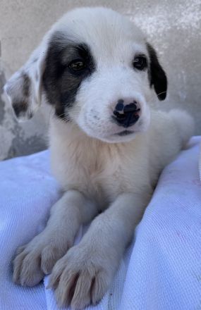 Alain, geb. ca. 06/2023, lebt in GRIECHENLAND, im städt. Tierheim Serres